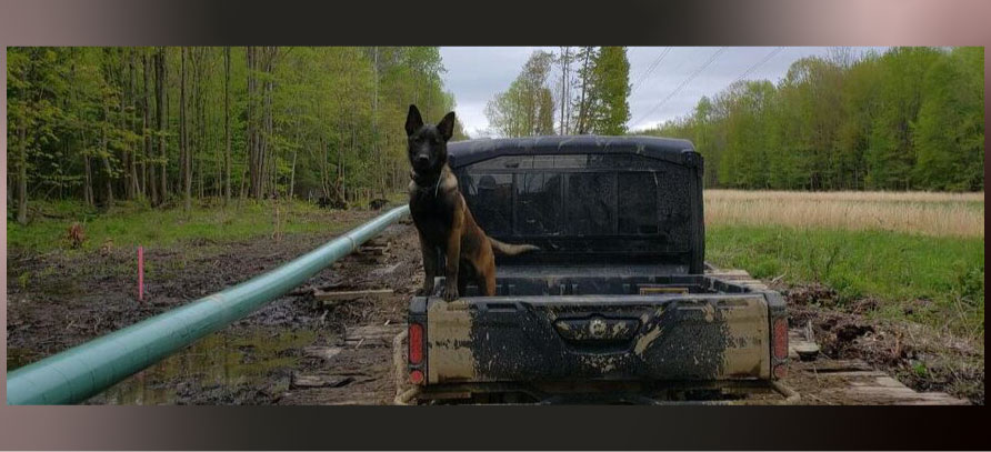 Dog in a truck bed